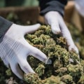 What is the difference between delta 8 and delta 9 blunts?