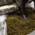 Are delta 8 blunts safe to use?