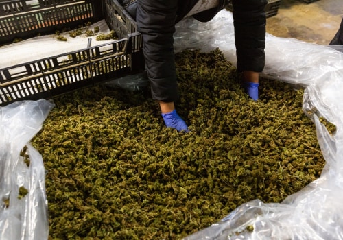 Are delta 8 blunts safe to use?